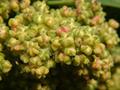chenopodium quinoa